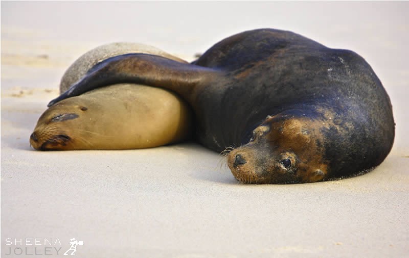 Seal Safe.jpg - 